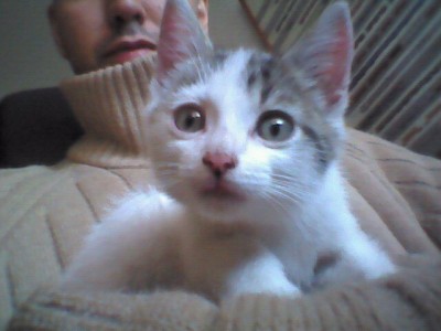 uploadfromtaptalk1414783331715.jpg (67.71 KiB) Visto 16327 veces uploadfromtaptalk1414783331715.jpg