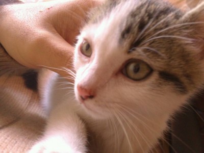 uploadfromtaptalk1414783350283.jpg (61.57 KiB) Visto 25453 veces uploadfromtaptalk1414783350283.jpg