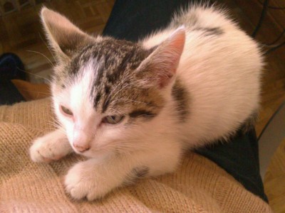 uploadfromtaptalk1414783375858.jpg (85.65 KiB) Visto 14310 veces uploadfromtaptalk1414783375858.jpg